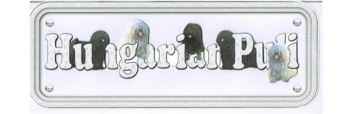 Hungarian Puli Hungarian Puli